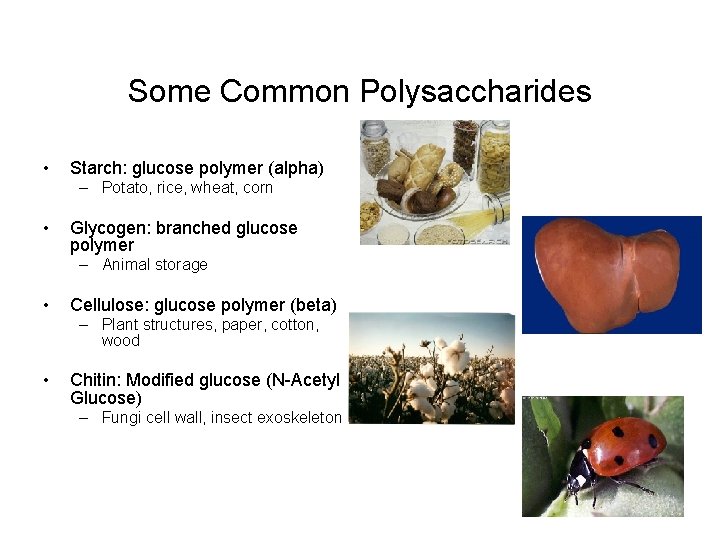 Some Common Polysaccharides • Starch: glucose polymer (alpha) – Potato, rice, wheat, corn •