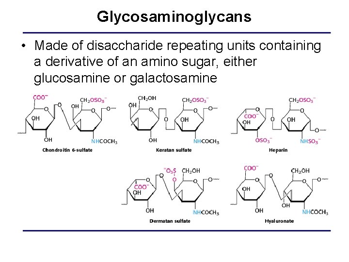 Glycosaminoglycans • Made of disaccharide repeating units containing a derivative of an amino sugar,