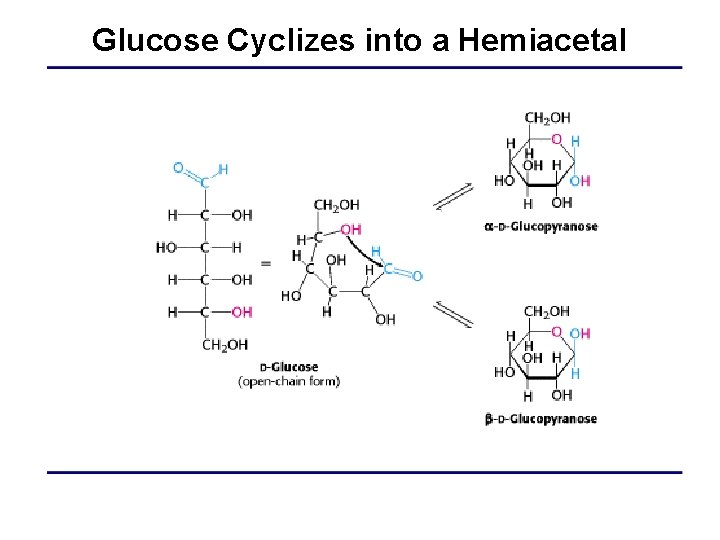 Glucose Cyclizes into a Hemiacetal 