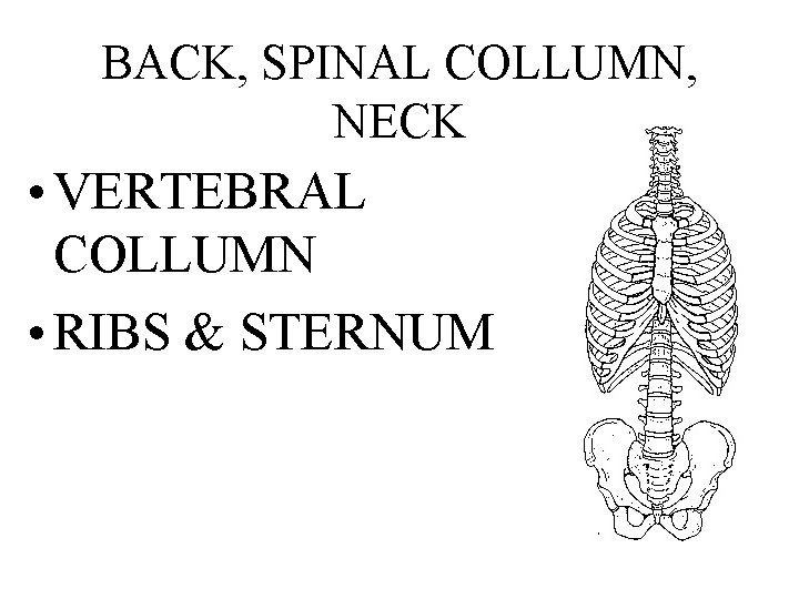 BACK, SPINAL COLLUMN, NECK • VERTEBRAL COLLUMN • RIBS & STERNUM 