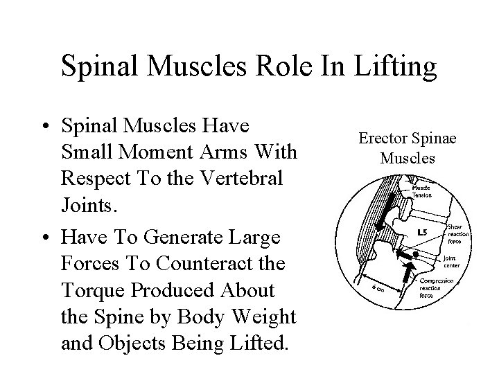 Spinal Muscles Role In Lifting • Spinal Muscles Have Small Moment Arms With Respect