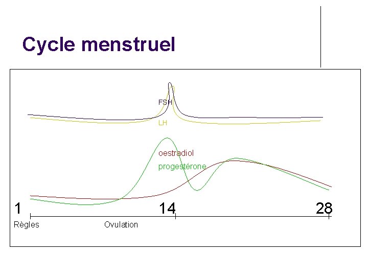 Cycle menstruel FSH LH oestradiol progestérone 1 Règles 14 Ovulation 28 