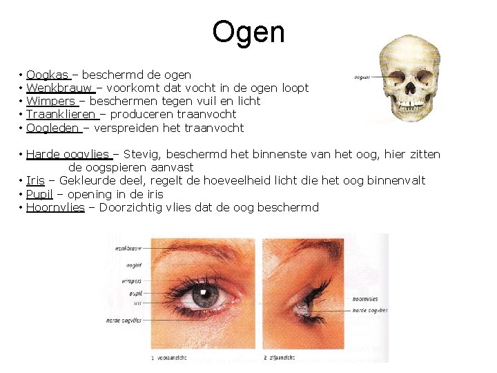 Ogen • • • Oogkas – beschermd de ogen Wenkbrauw – voorkomt dat vocht