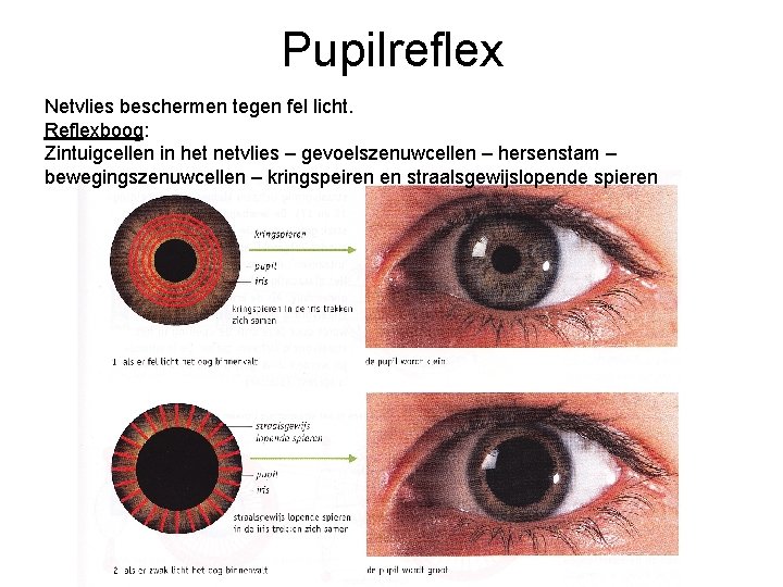Pupilreflex Netvlies beschermen tegen fel licht. Reflexboog: Zintuigcellen in het netvlies – gevoelszenuwcellen –
