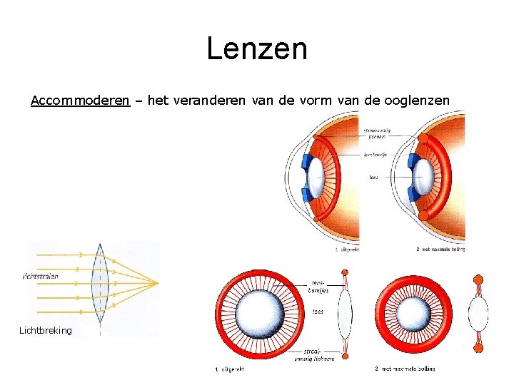 Lenzen Accommoderen – het veranderen van de vorm van de ooglenzen Lichtbreking 