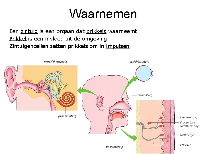 Waarnemen Een zintuig is een orgaan dat prikkels waarneemt. Prikkel is een invloed uit