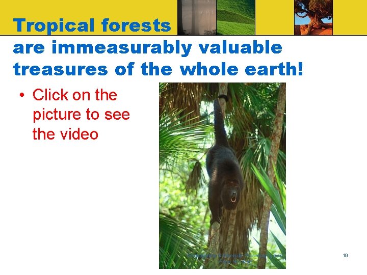 Tropical forests are immeasurably valuable treasures of the whole earth! • Click on the
