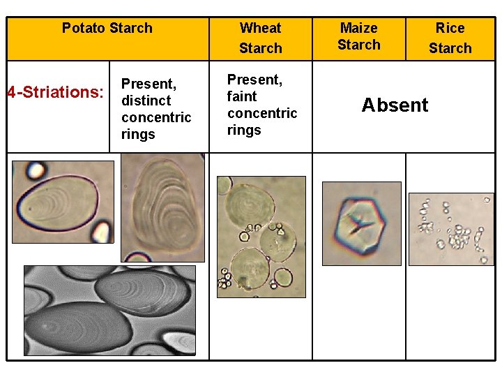 Potato Starch 4 -Striations: Present, distinct concentric rings Wheat Starch Present, faint concentric rings