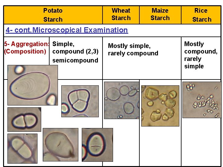 Potato Starch Wheat Starch Maize Starch Rice Starch 4 - cont. Microscopical Examination 5