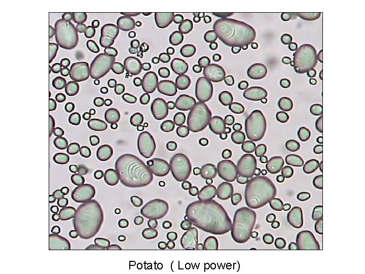 Potato ( Low power) 