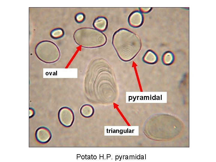 oval pyramidal triangular Potato H. P. pyramidal 