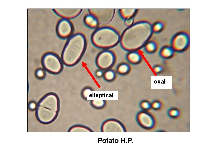 oval elleptical Potato H. P. 