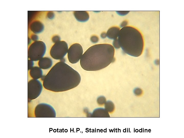 Potato H. P. , Stained with dil. iodine 