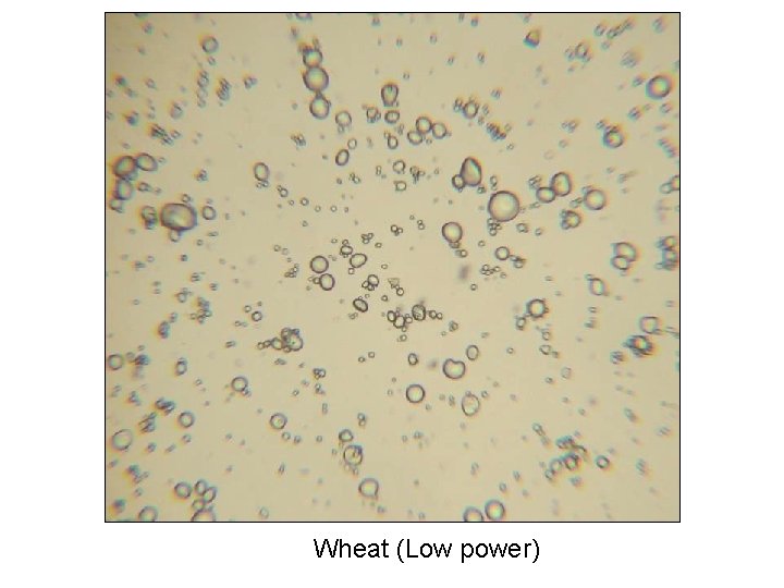 Wheat (Low power) 