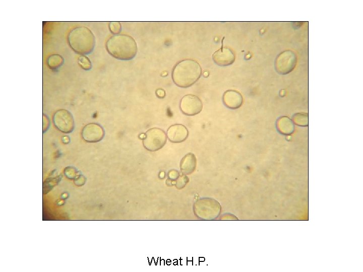 Wheat H. P. 