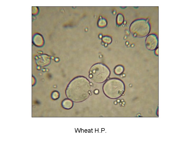Wheat H. P. 