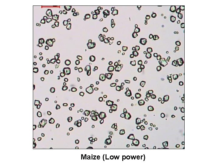 Maize (Low power) 