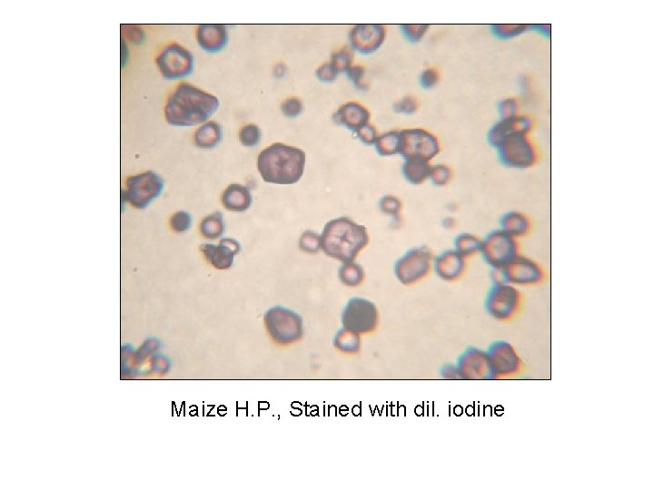 Maize H. P. , Stained with dil. iodine 