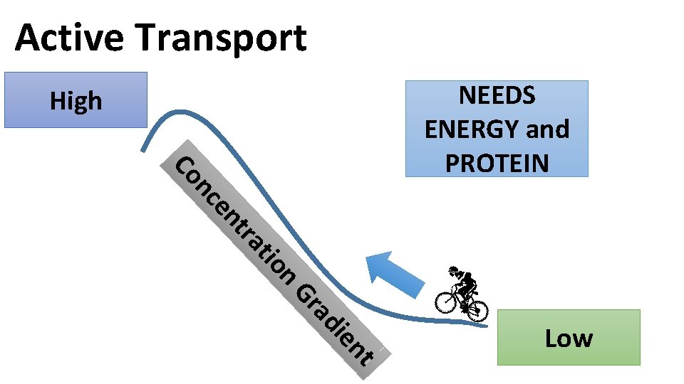 Active Transport NEEDS ENERGY and PROTEIN High n Co n ce n tio tra