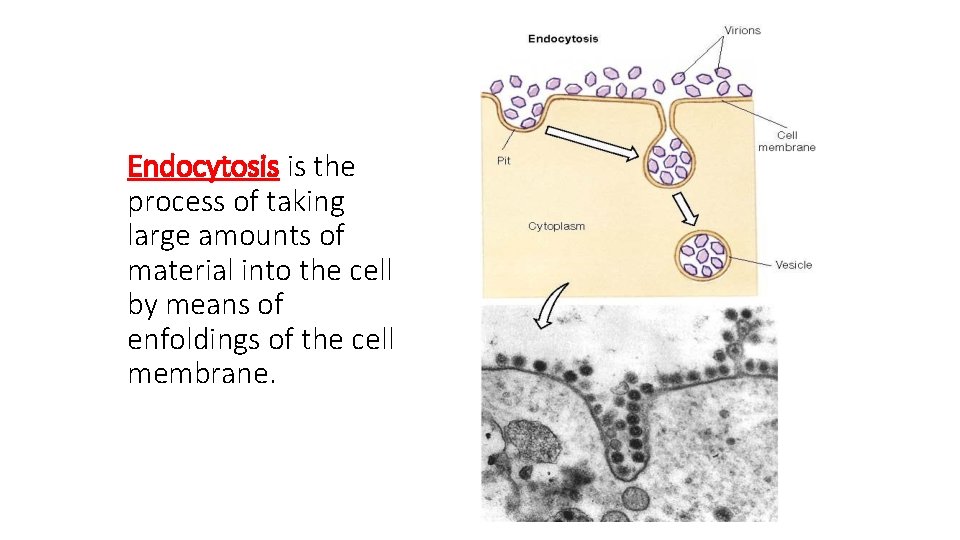 Endocytosis is the process of taking large amounts of material into the cell by