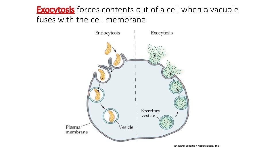 Exocytosis forces contents out of a cell when a vacuole fuses with the cell