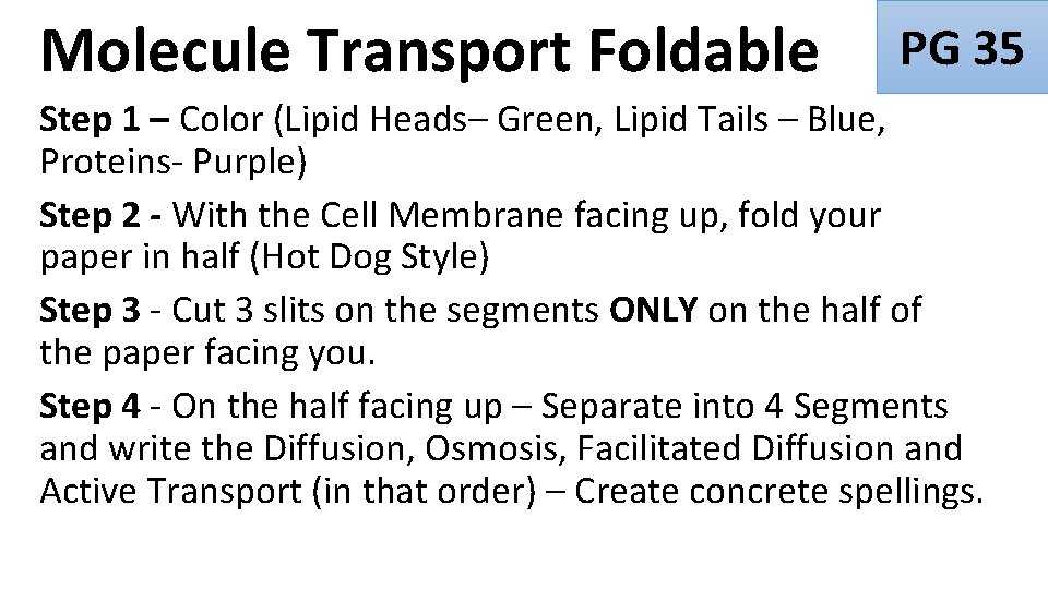 Molecule Transport Foldable PG 35 Step 1 – Color (Lipid Heads– Green, Lipid Tails