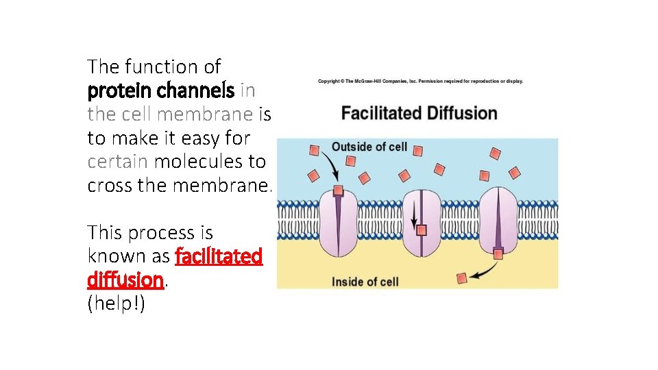 The function of protein channels in the cell membrane is to make it easy