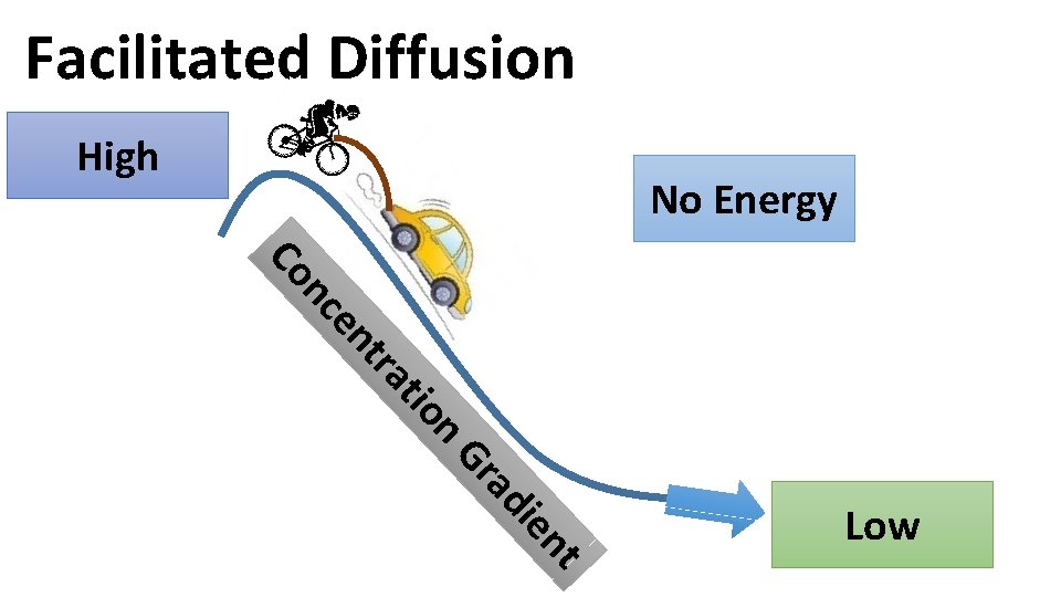 Facilitated Diffusion High No Energy n Co n ce n tio tra nt ie