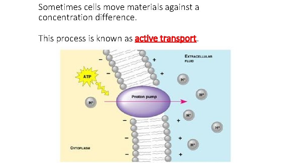 Sometimes cells move materials against a concentration difference. This process is known as active