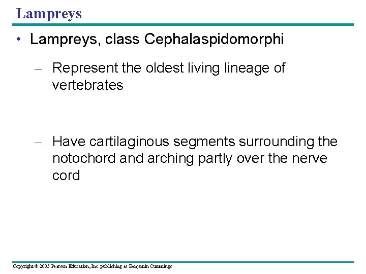 Lampreys • Lampreys, class Cephalaspidomorphi – Represent the oldest living lineage of vertebrates –