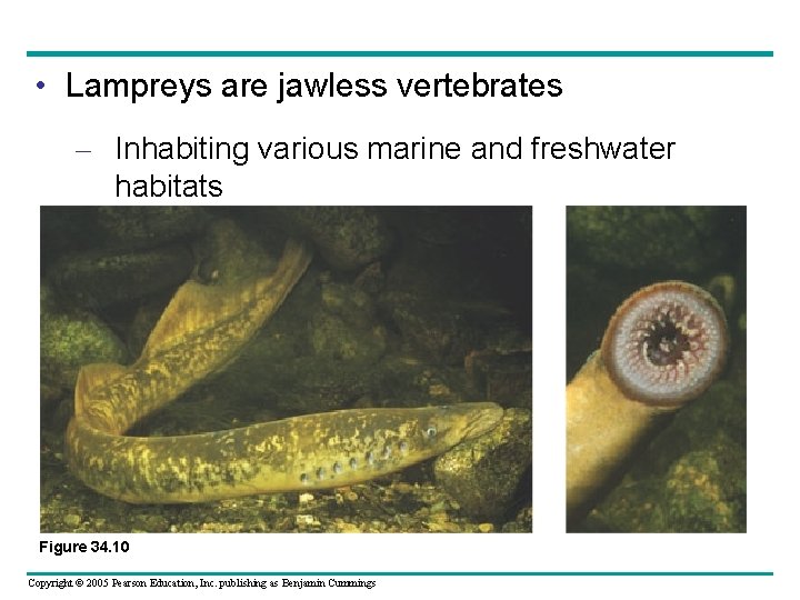  • Lampreys are jawless vertebrates – Inhabiting various marine and freshwater habitats Figure