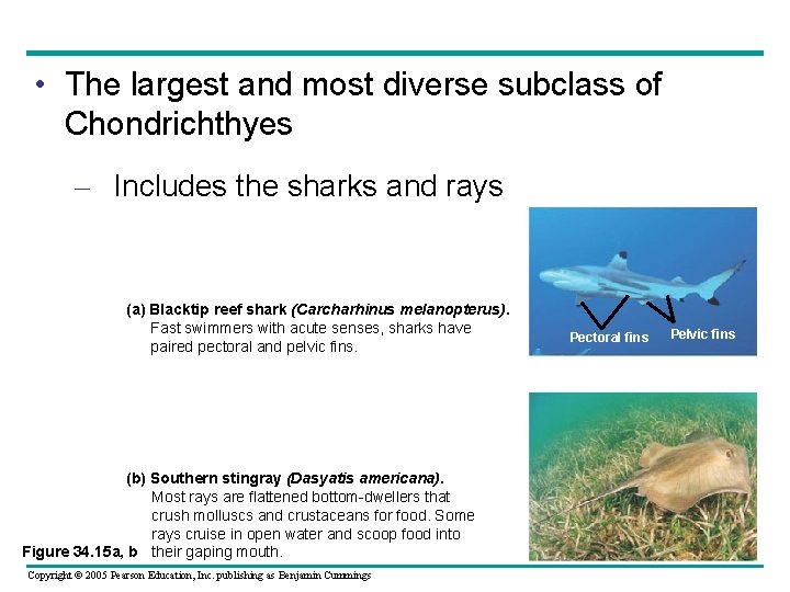  • The largest and most diverse subclass of Chondrichthyes – Includes the sharks