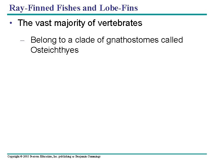 Ray-Finned Fishes and Lobe-Fins • The vast majority of vertebrates – Belong to a