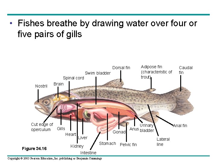  • Fishes breathe by drawing water over four or five pairs of gills