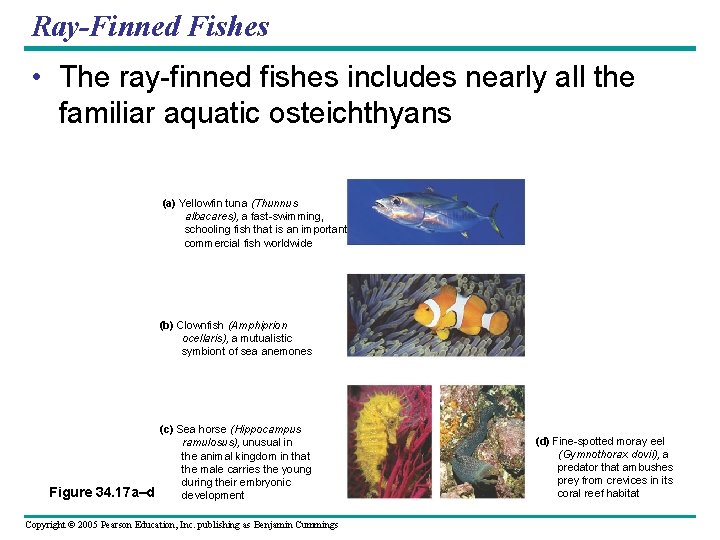 Ray-Finned Fishes • The ray-finned fishes includes nearly all the familiar aquatic osteichthyans (a)