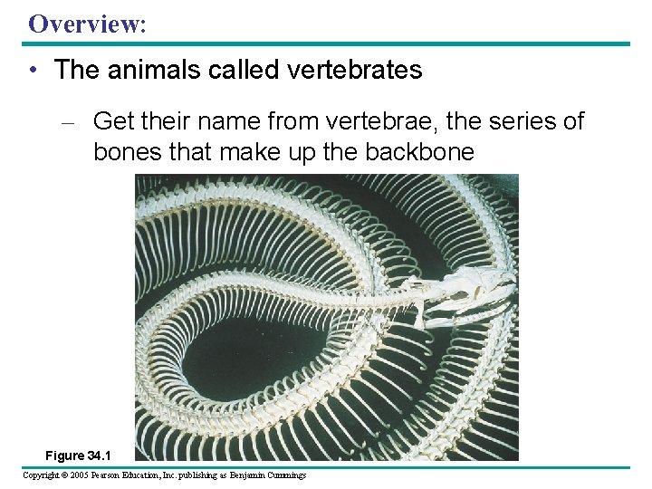 Overview: • The animals called vertebrates – Get their name from vertebrae, the series