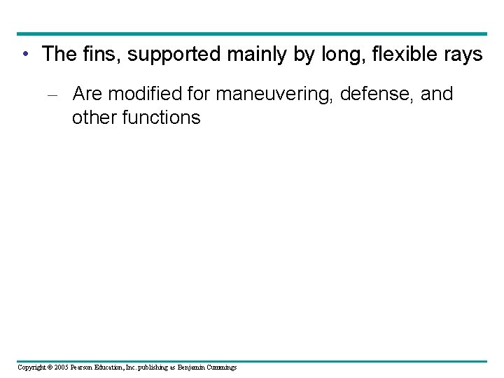  • The fins, supported mainly by long, flexible rays – Are modified for