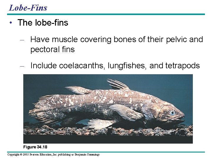 Lobe-Fins • The lobe-fins – Have muscle covering bones of their pelvic and pectoral