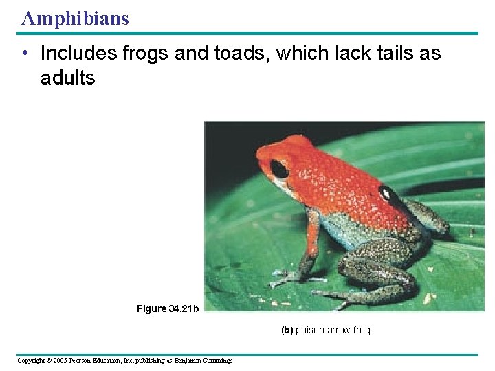 Amphibians • Includes frogs and toads, which lack tails as adults Figure 34. 21