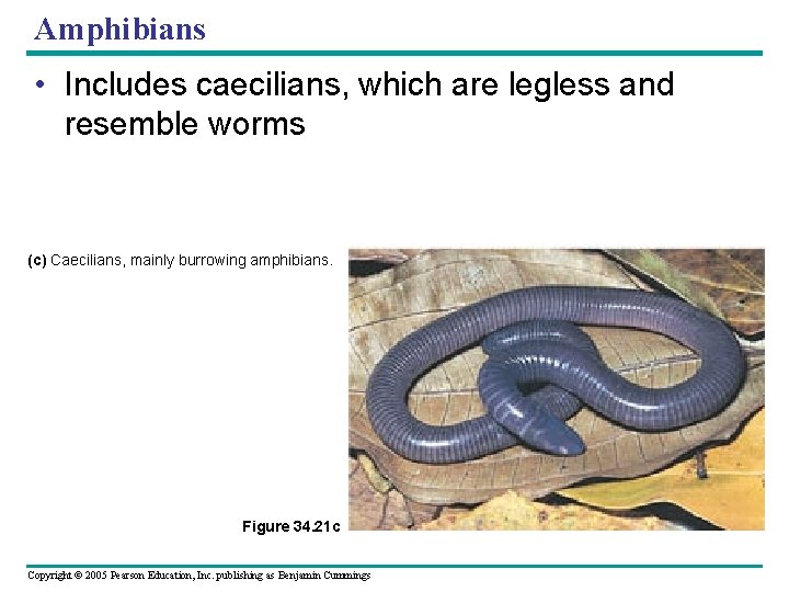 Amphibians • Includes caecilians, which are legless and resemble worms (c) Caecilians, mainly burrowing