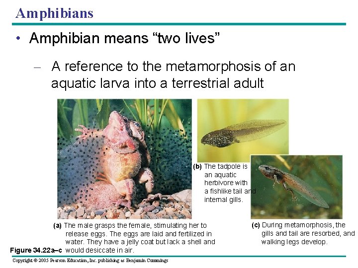 Amphibians • Amphibian means “two lives” – A reference to the metamorphosis of an