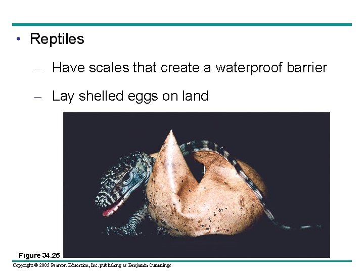  • Reptiles – Have scales that create a waterproof barrier – Lay shelled