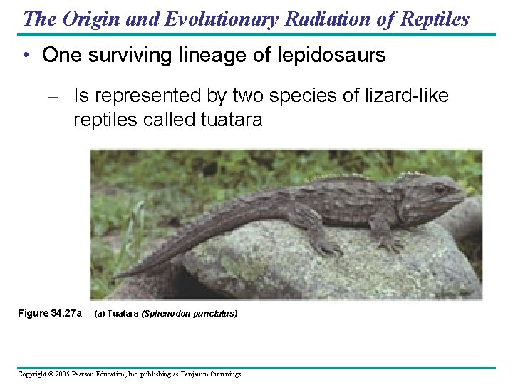 The Origin and Evolutionary Radiation of Reptiles • One surviving lineage of lepidosaurs –