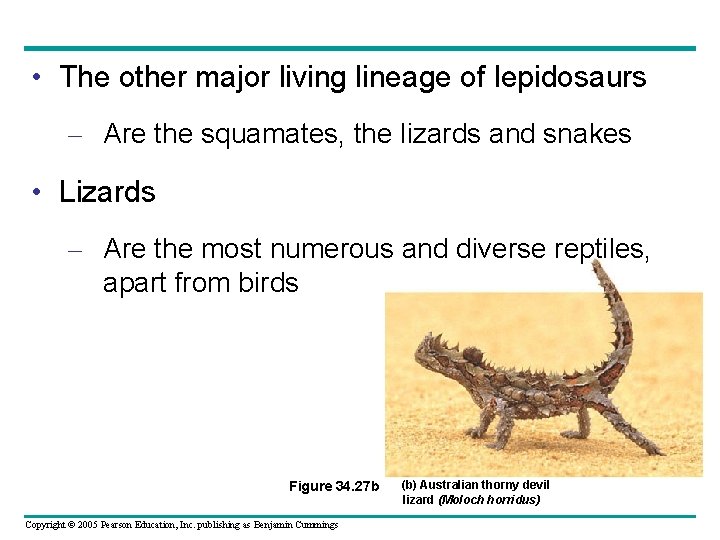  • The other major living lineage of lepidosaurs – Are the squamates, the