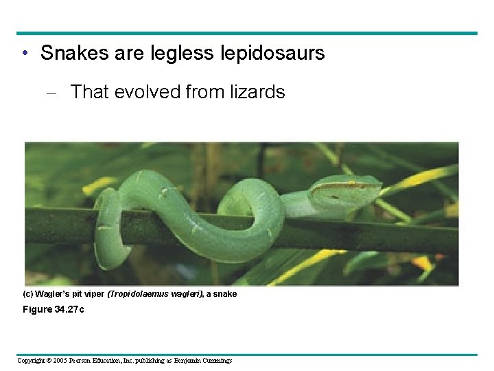  • Snakes are legless lepidosaurs – That evolved from lizards (c) Wagler’s pit