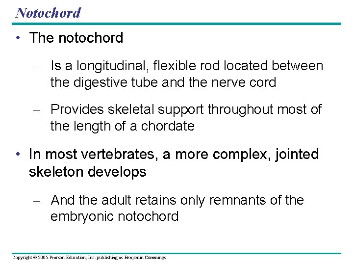 Notochord • The notochord – Is a longitudinal, flexible rod located between the digestive