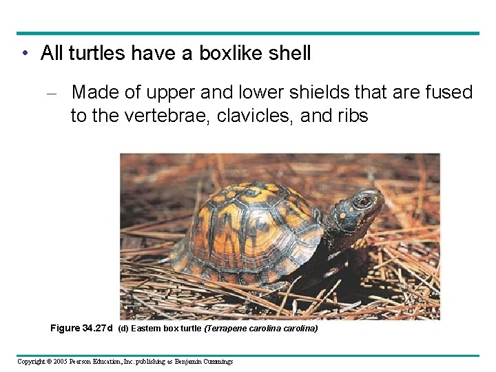  • All turtles have a boxlike shell – Made of upper and lower