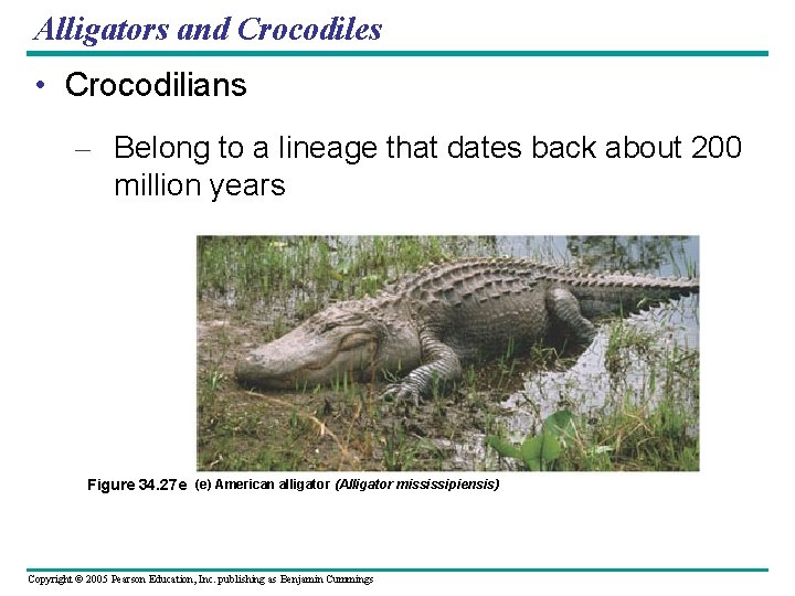 Alligators and Crocodiles • Crocodilians – Belong to a lineage that dates back about