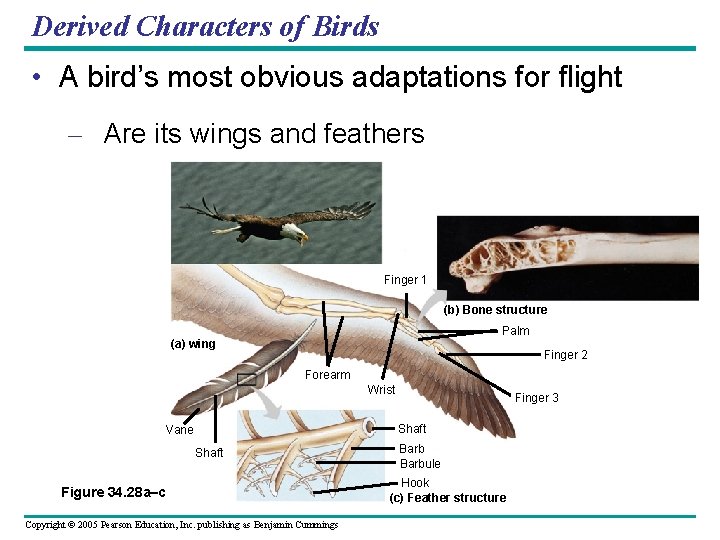 Derived Characters of Birds • A bird’s most obvious adaptations for flight – Are