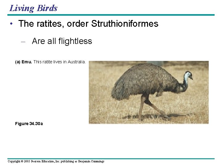 Living Birds • The ratites, order Struthioniformes – Are all flightless (a) Emu. This